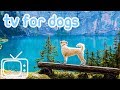 Dog TV! TV Entertainment for Dogs with Separation Anxiety! NEW YORK!