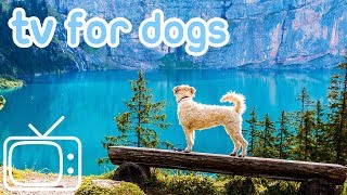 DogTV!TVEntertainmentforDogswithSeparationAnxiety!NEWYORK!