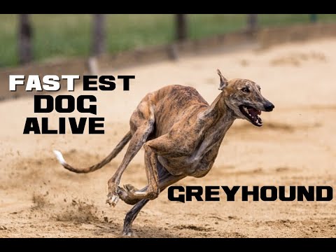 10 Greyhound Facts - The Fastest Dog Alive - Animal a Day G Week