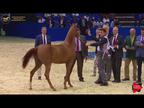 36 AJ BANAFSAJ Dubai 2018