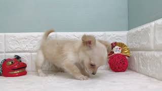 ハーフ犬の動画01