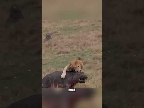 #curiosidadesanimais #animais #animaisselvagens