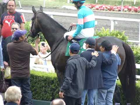 Zenyatta in the winner's circle, 2010 Vanity Handicap