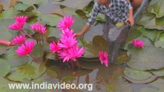 Children plucking Water Lilies