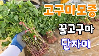맛있는 고구마는  3가지 꼭 알고 심어야 성공한다 실시간 생방송