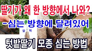 텃밭 딸기 모종 심는 방법. 딸기 모종을 어떻게 심어야 딸기가 한 방향으로 나올까?(딸기재배, 딸기 런너받기…