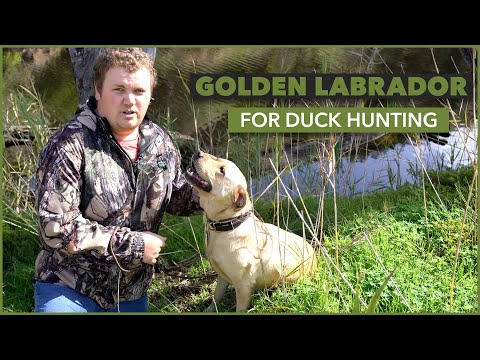 Meet Roxy: Christian's Beloved Hunting Companion | A Golden Labrador's Role in Duck Hunting