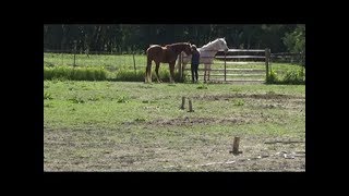 Caleb 5-20-2019 Dogwood Lane Horse Sanctuary