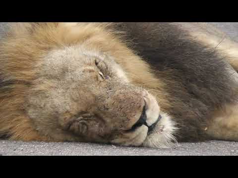 Lions sleep on busy road in Kruger National Park