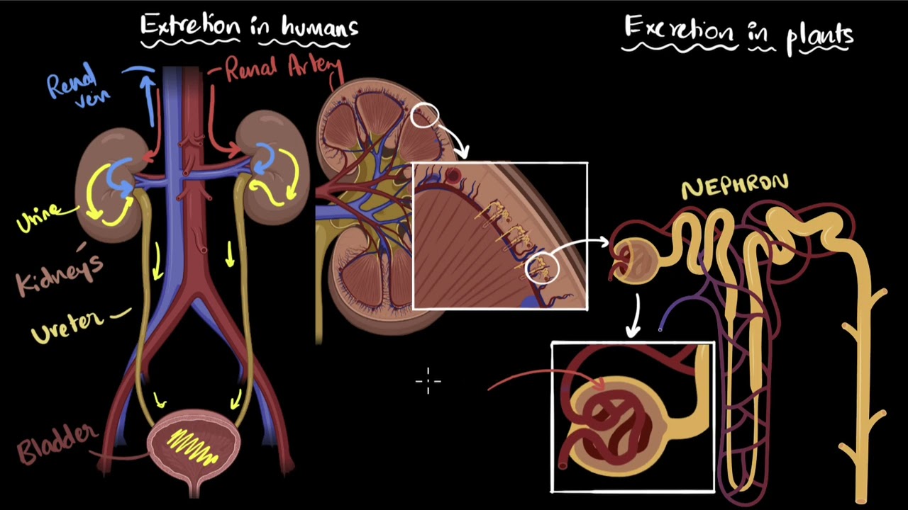 Excretion in humans and plants | Life processes | Class 10 Biology | Khan Academy