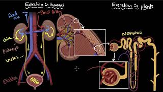 Excretion in humans and plants | Life processes | Class 10 Biology | Khan Academy