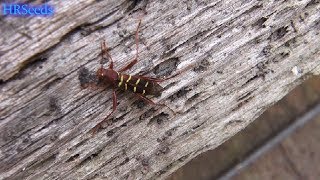 ⟹ This weird insect came out of the paulownia tomentosa tree i cut down. Red headed ash borer