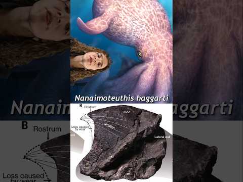 ¿Un KRAKEN del cretácico? #paleontologia #curiosidades #sabiasque  #misterio