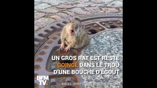 Un rat coincé dans une bouche d&#39;égout est sauvé par des pompiers