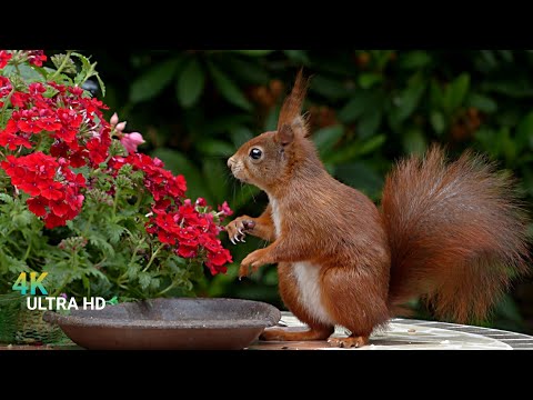 Amazing Nature Incredible Croatia - 4K Nature Documentary Film with Voice Over