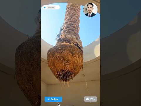 বাড়ির করিডোরের ভিতর খেঁজুর গাছ রোপণ করছে সৌদিরা #shortvideo #foryou #treecare #treeplantation #fypシ