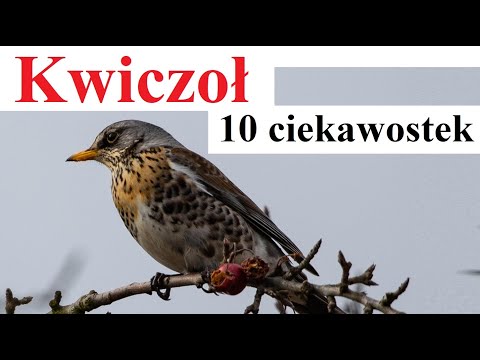 Fieldfare - 10 interesting facts