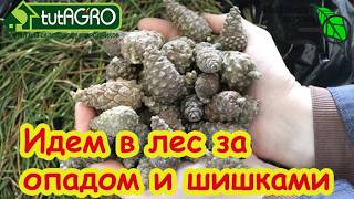 🌲 БЕСПЛАТНОЕ ЗОЛОТО из леса: вот зачем умные огородники несут в сад хвойный 
