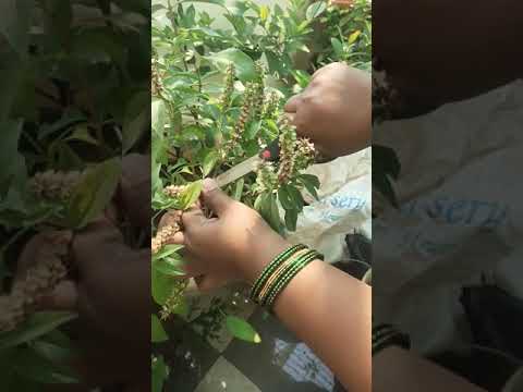 first time collecting sabja seeds 😊😊