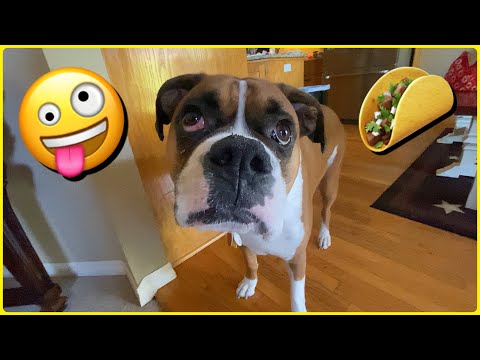 Tacos with Samson & BELLA