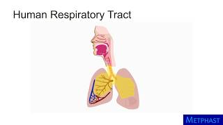 Particle Deposition in Respiratory Tract
