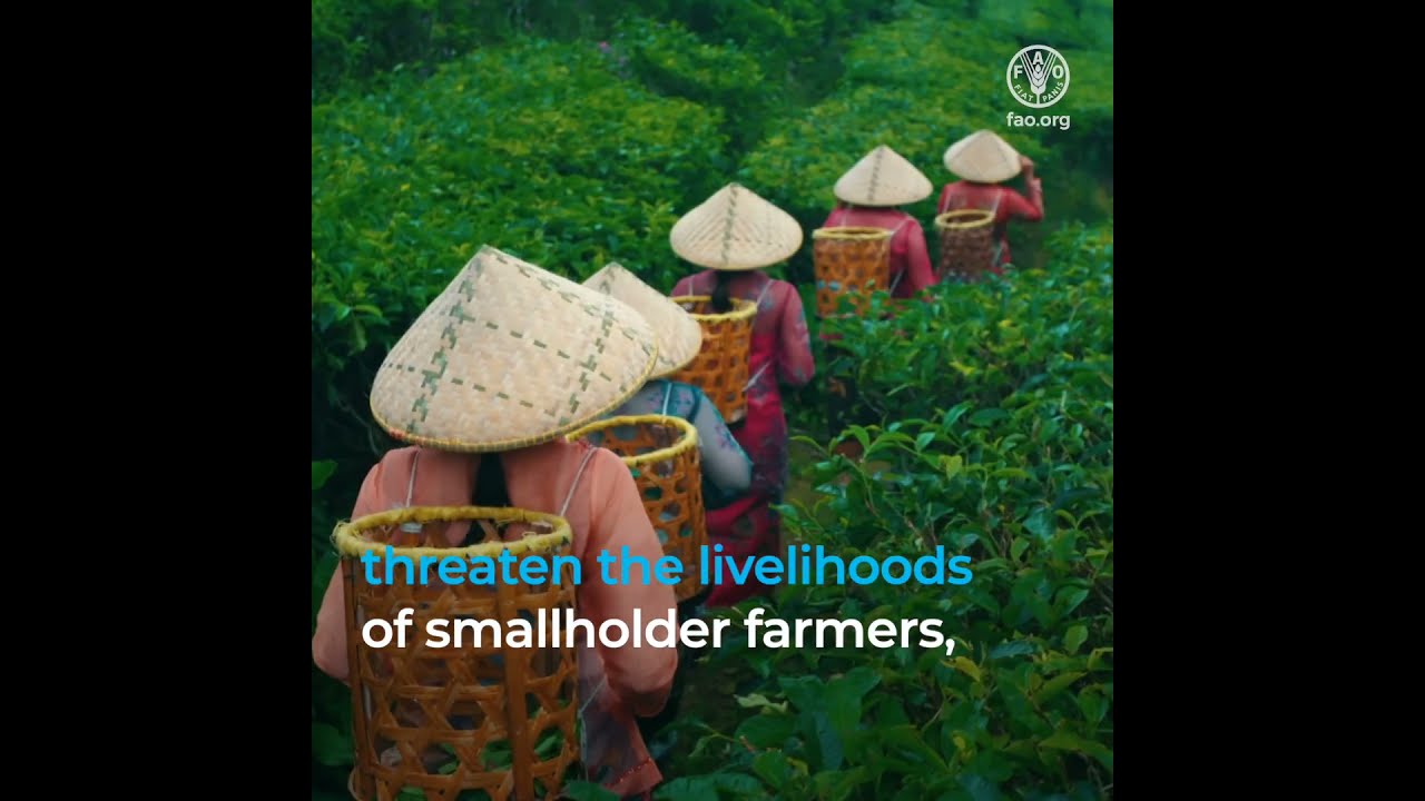 More Than a Drink: Recognising Women's Role in the Global Tea Sector