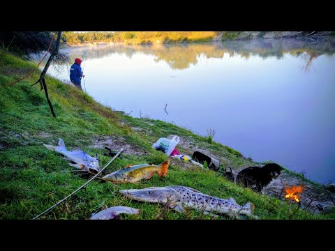 🔥INCREÍBLE PESCA de SURUBI en el GUALEGUAY y BAGRES en un ARROYITO CRECIDO pesca y cocina