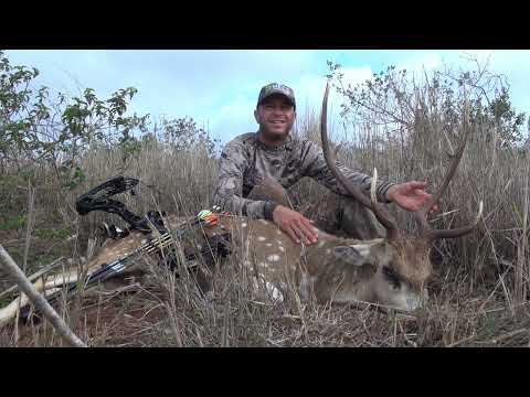 Spot and Stalk Axis hunting with archery gear-from the 2022 season