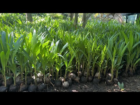 Giao 15 000 cây giống Dừa đỏ Mã Lai đi Campuchia liên hệ Cơ sở Minh Hậu 0987639100