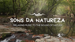 Sons da Natureza #7 | Som de Riacho e Pássaros com Música Relaxante