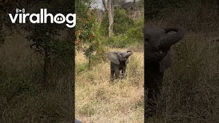 Tourists on Safari Encounter Sassy Baby Elephant || ViralHog