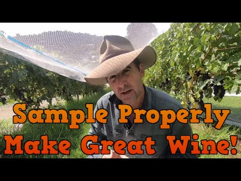 How to Test and Pick Grapes to Make Great Wine