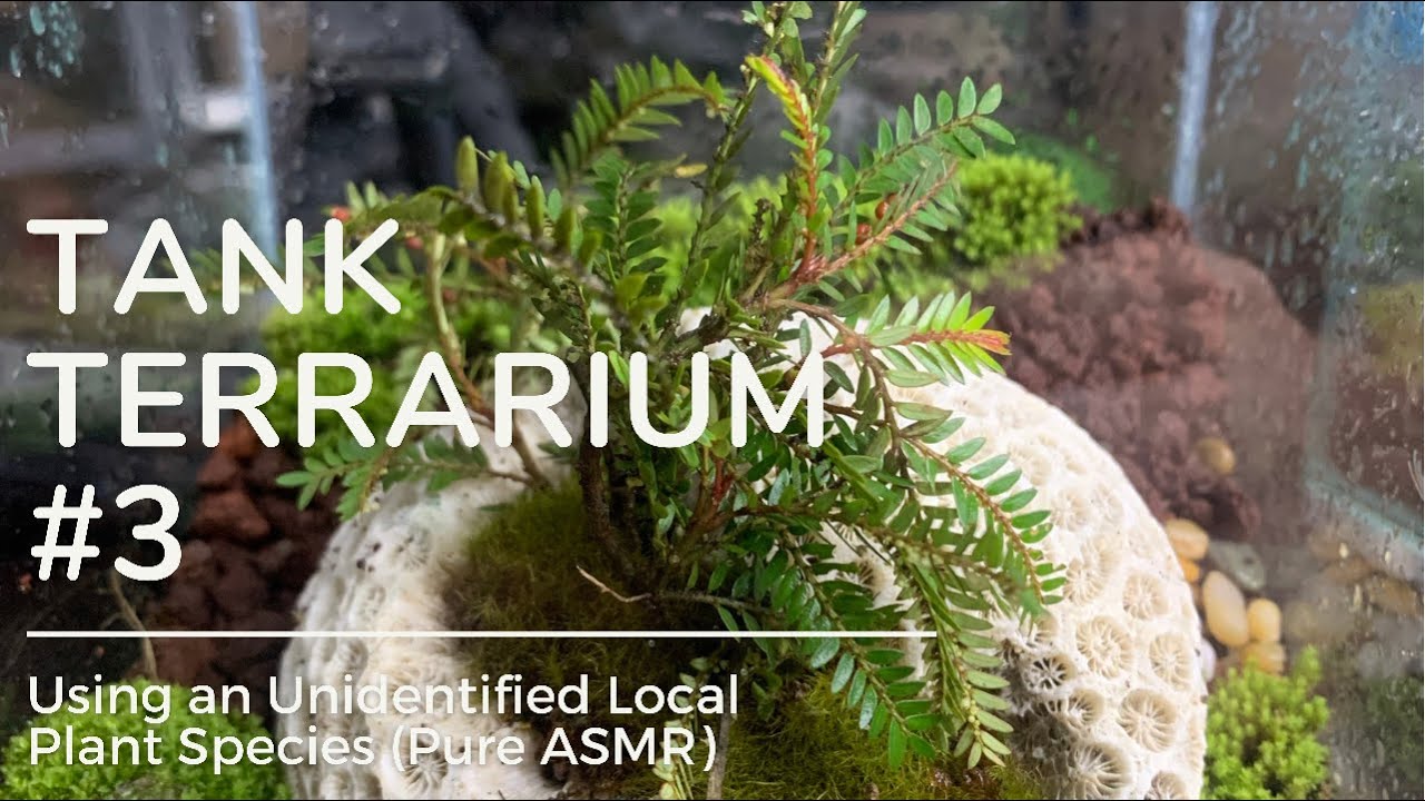 Tank Terrarium #3– Using an Unidentified Local Plant Species (comment please if you know)