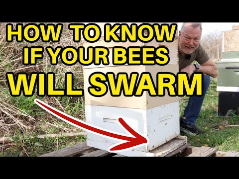 Beekeeping: First Hive Inspection After Winter? Fingers Crossed