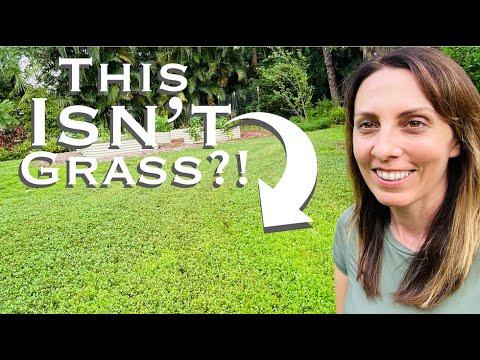 Best Lawn Alternatives for Hot Climates