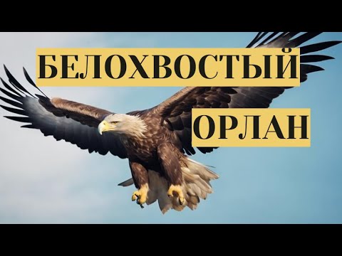 ХОЗЯИН СВОЕЙ ЭКОЛОГИЧЕСКОЙ ЗОНЫ И ХИЩНИК ВЫСШЕГО УРОВНЯ! Белохвостый орлан. Семейный канал