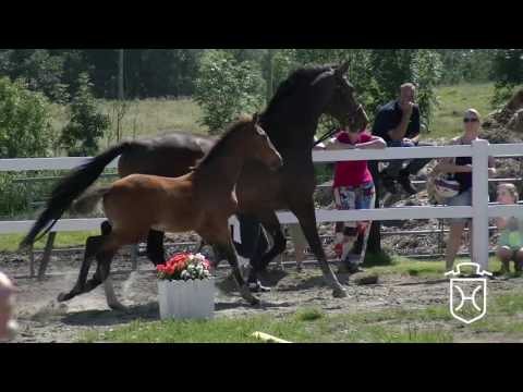 NF087 Hengstfohlen von Cascadello I - Calido I - Colman