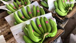 [問卦] 有一說一 台灣為何不進口香蕉？