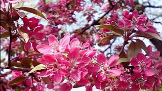 Gheorghe Zamfir - Time To Say Goodbye