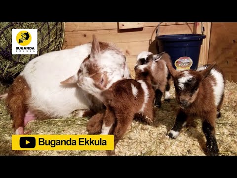 okuloota ensolo yewaka nga ezzadde - Ebirooto Namakulu Gaabyo - Buganda Ekkula