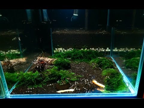 Zaglądamy do zbiorników na hodowli krewetek o pojemności 10.000 litrów