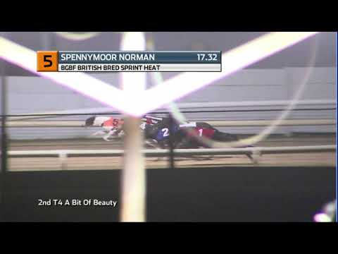 BGBF BRITISH BRED SPRINT - HEAT 2 - T5 SPENNYMOOR NORMAN