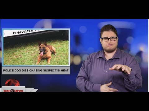 Police dog dies chasing suspect in heat (ASL - 5.25.19)