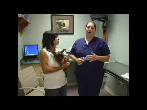 Treating Low Blood Sugar in Dogs & Puppies