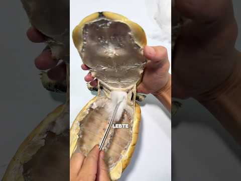 So werden sie sich immer an sie erinnern 🥺🤝 #shorts