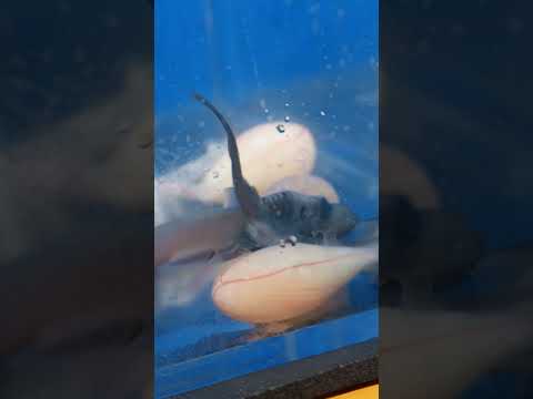 A rough longnose dogfish GIVES BIRTH on camera! | Discovery