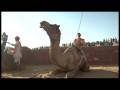 RAJASTHAN INDIA CAMEL RACES 2007 
