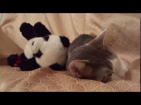 FUNNY CATS LINA & LUANA - LUANA