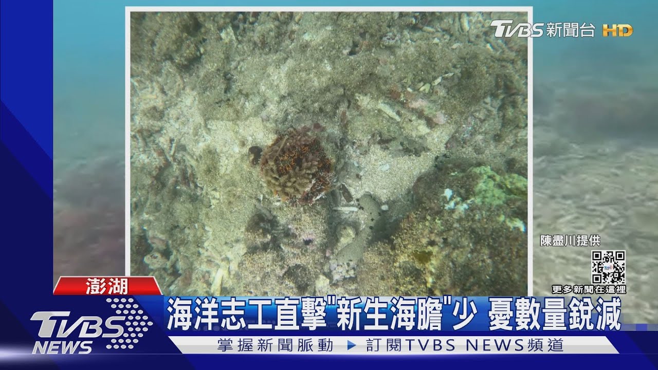 海洋志工直擊「新生海膽」少 憂數量銳減