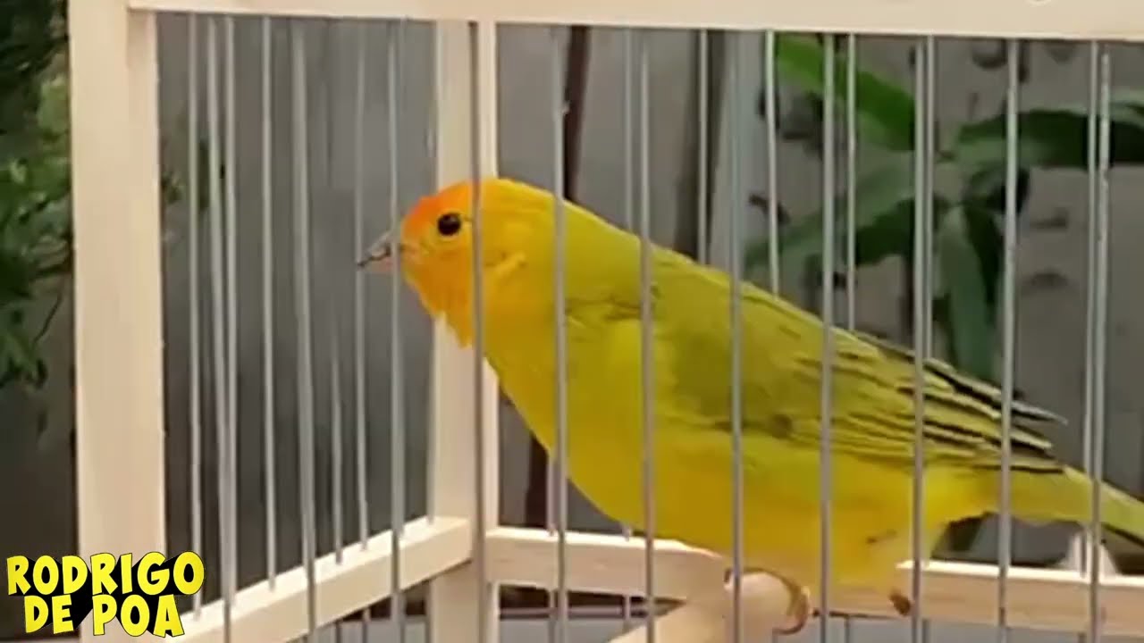 Canto do Canário da Terra